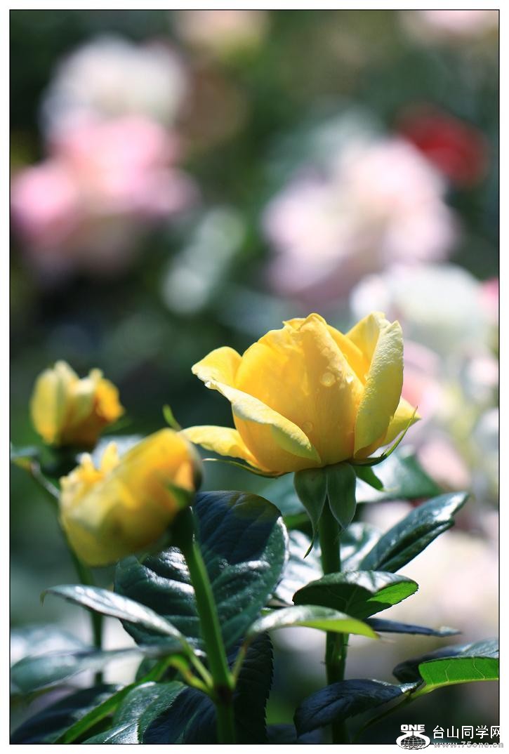 �}�u -IMG_9278cc.jpg