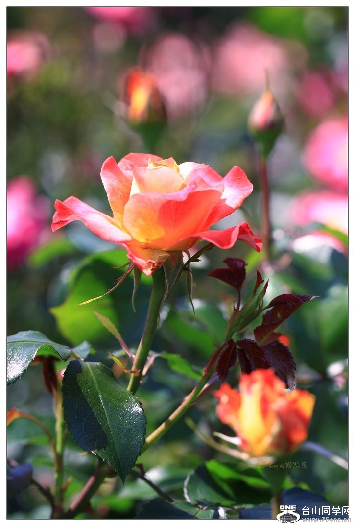 �}�u -IMG_9282cc7.jpg