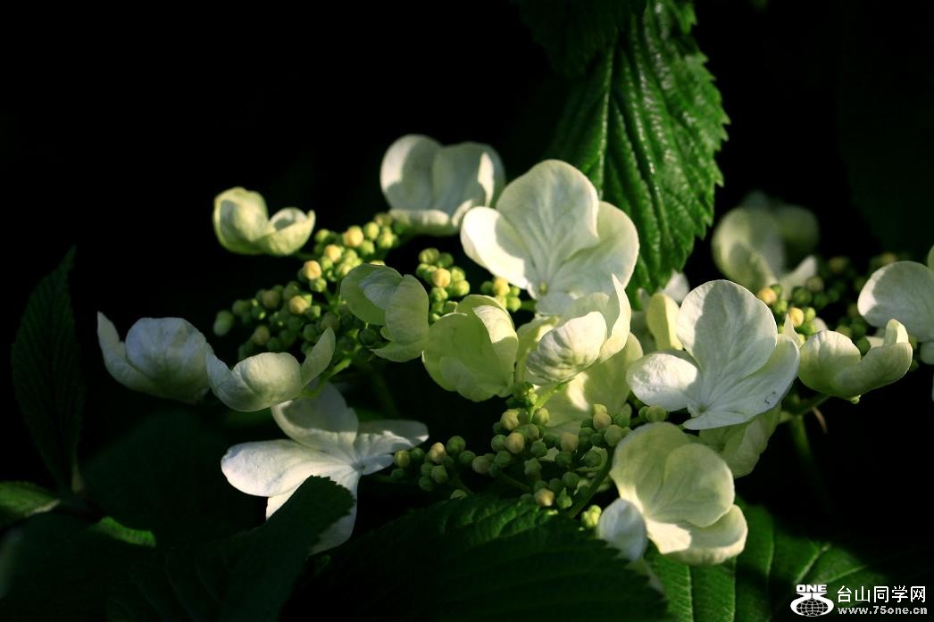 �}�u -IMG_7175cc.jpg