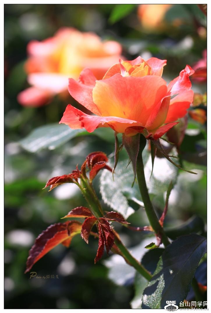 �}�u -IMG_9288cc9.jpg