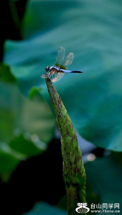 nEO_IMG_DSC_0234.jpg