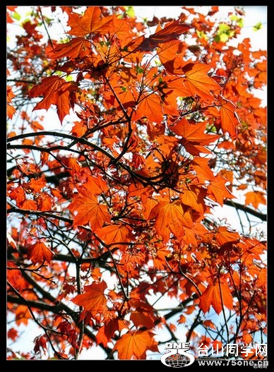 ���������ջ� 105--A.jpg