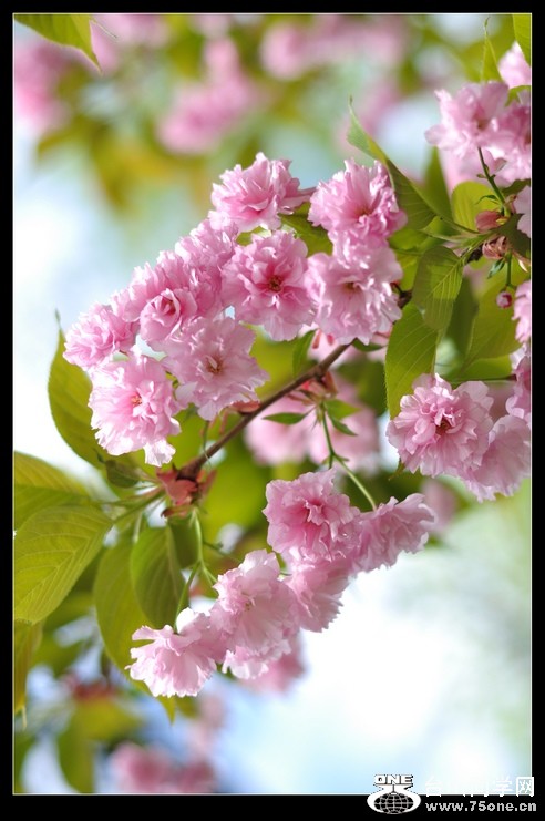 ���������ջ� 020--1.jpg