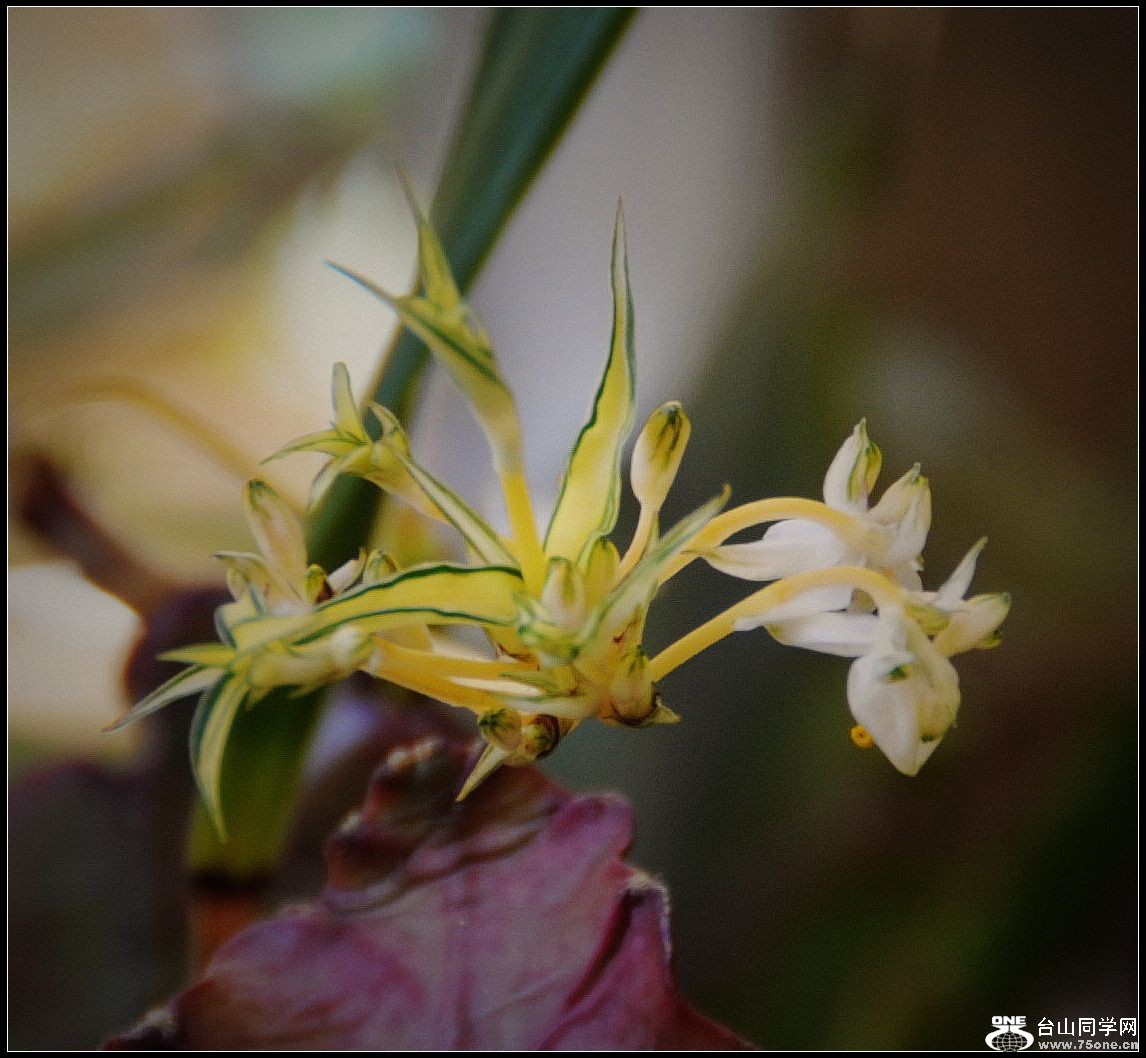 DSC_6333-0.jpg