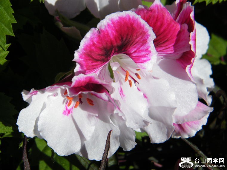 2011_0508desk0045.JPG