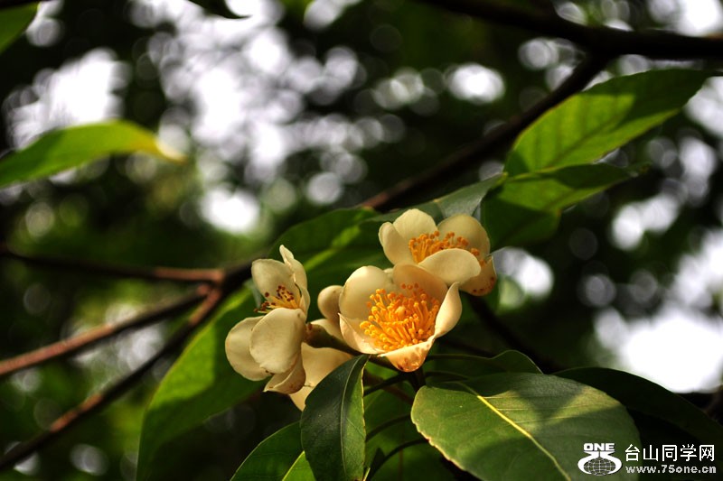 DSC_1554.jpg