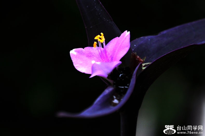 DSC_0750.jpg