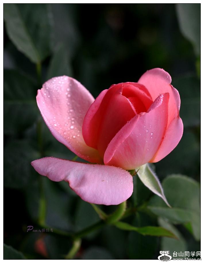 �}�u -IMG_9739cc.jpg