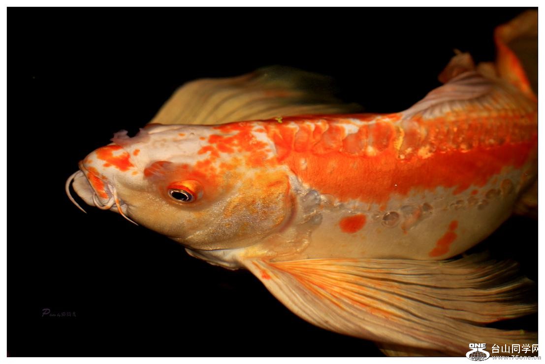 �}�u -IMG_0688cc.jpg