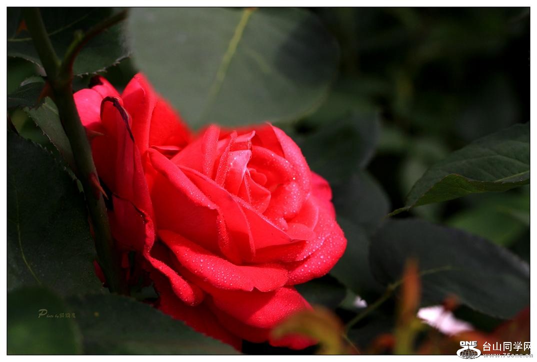 �}�u -IMG_9703cc.jpg