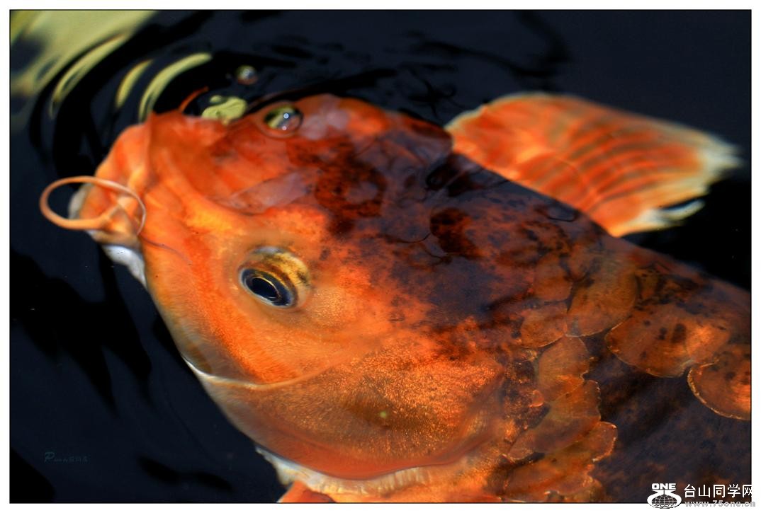 �}�u -IMG_0715cc.jpg