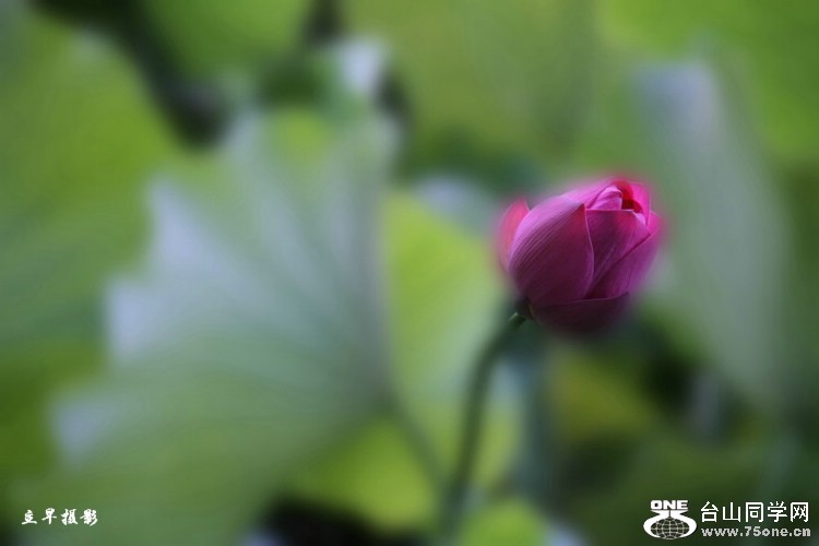 IMG_79031_.jpg