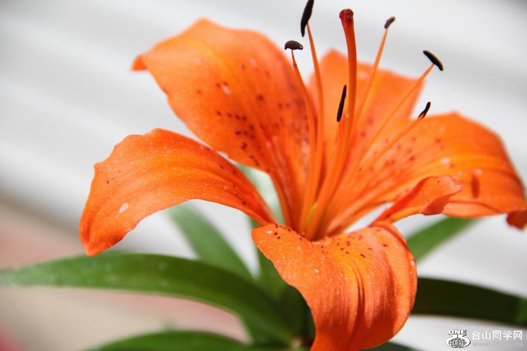 ������С IMG_6311.JPG