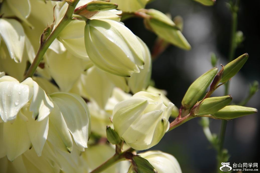 ������С IMG_6375.JPG