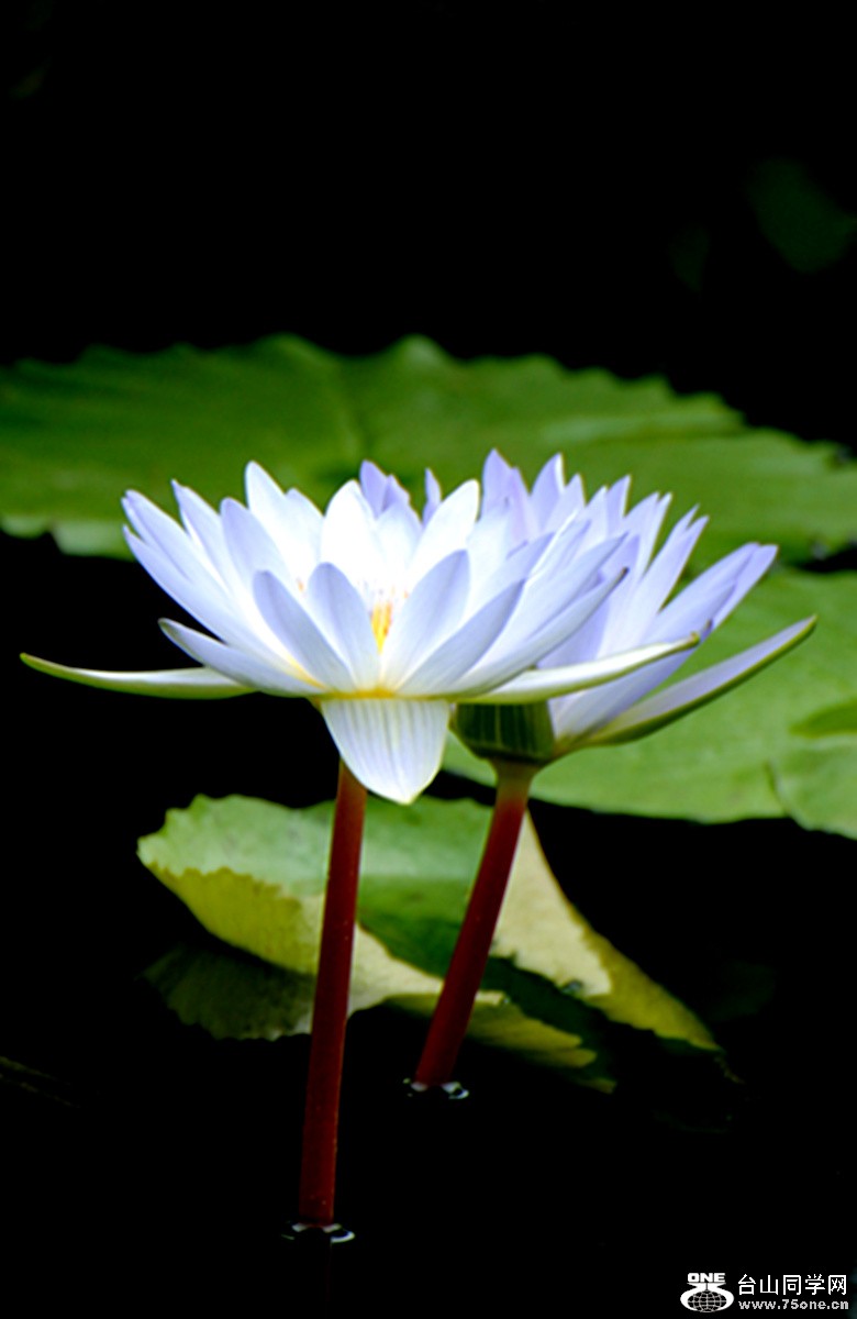 Picture 313a_����.jpg