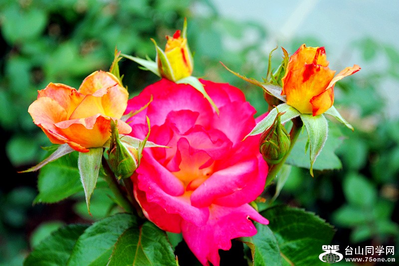 Picture 199_����.jpg