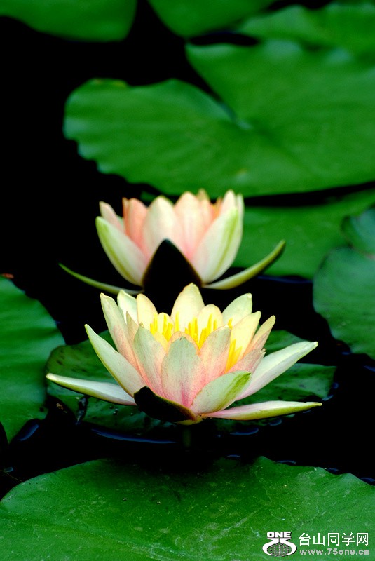 Picture 295_����.jpg