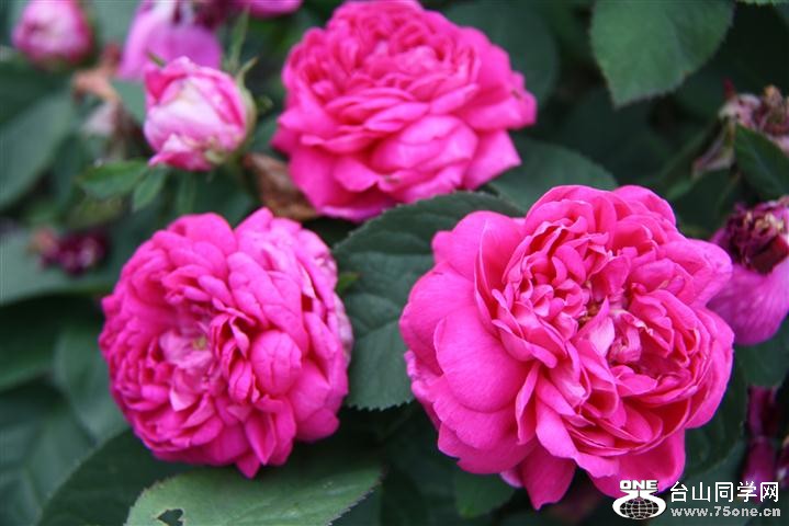 IMG_0220 (Small).JPG