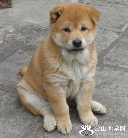 dog.jpg