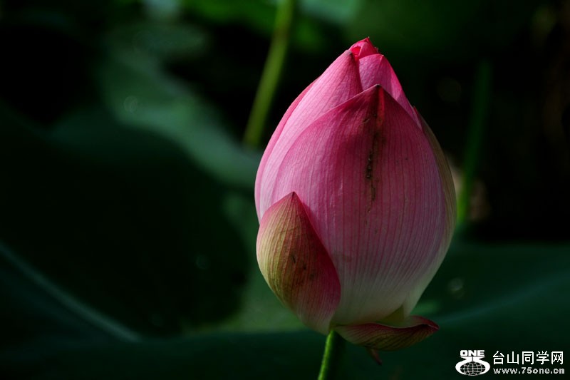 DSC_2403.jpg