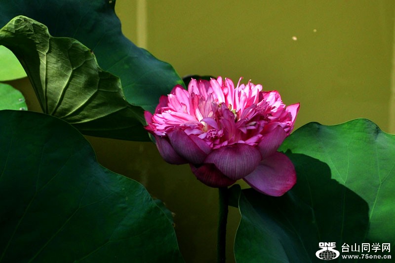 DSC_2460.jpg