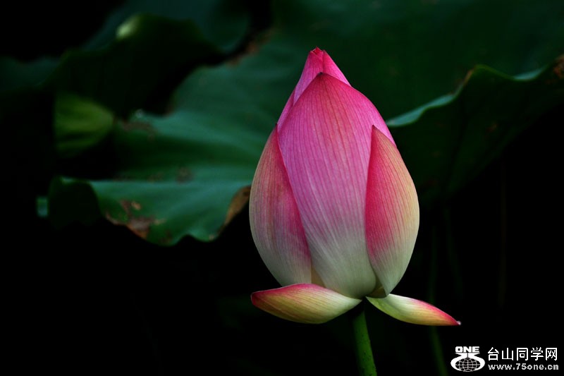 DSC_2394.jpg