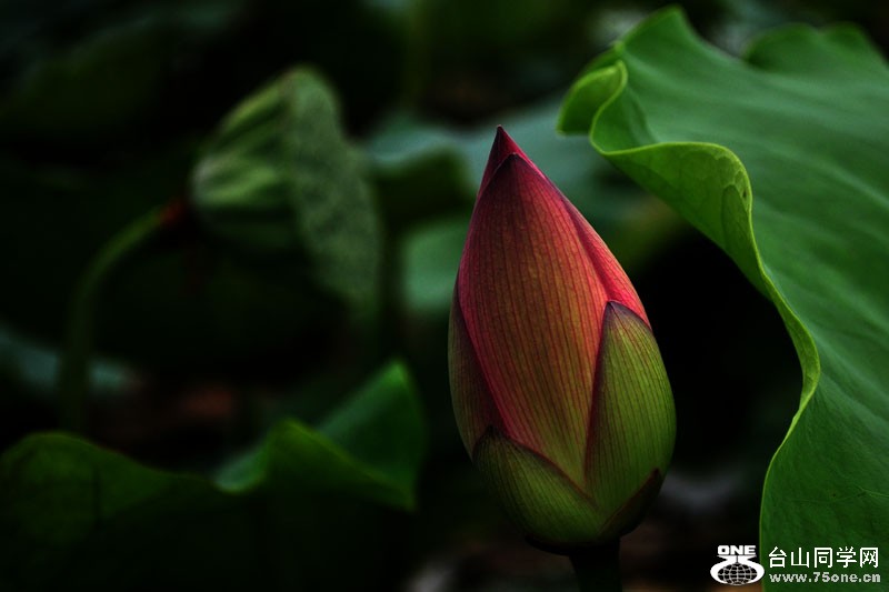 DSC_2430.jpg