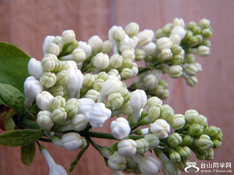 DSCF9510=0.jpg