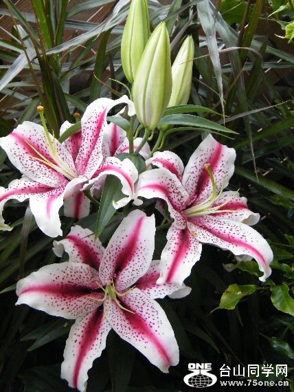DSCF9371.JPG