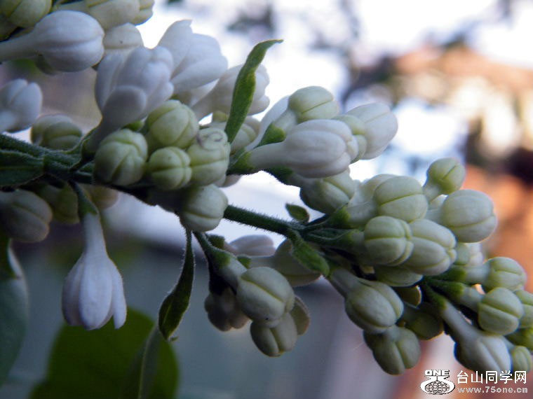 DSCF9509=0.jpg