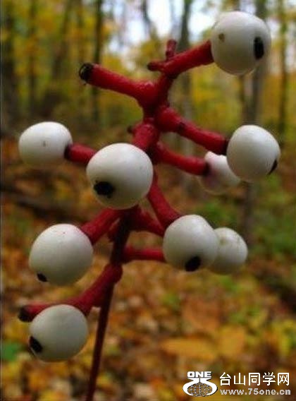2.ۣDOLLS EYE.jpg