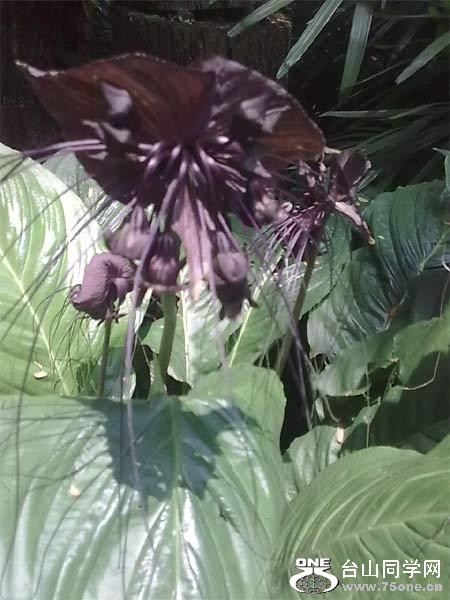 5.𻨣CHINESE BLACK BATFLOWERS.jpg