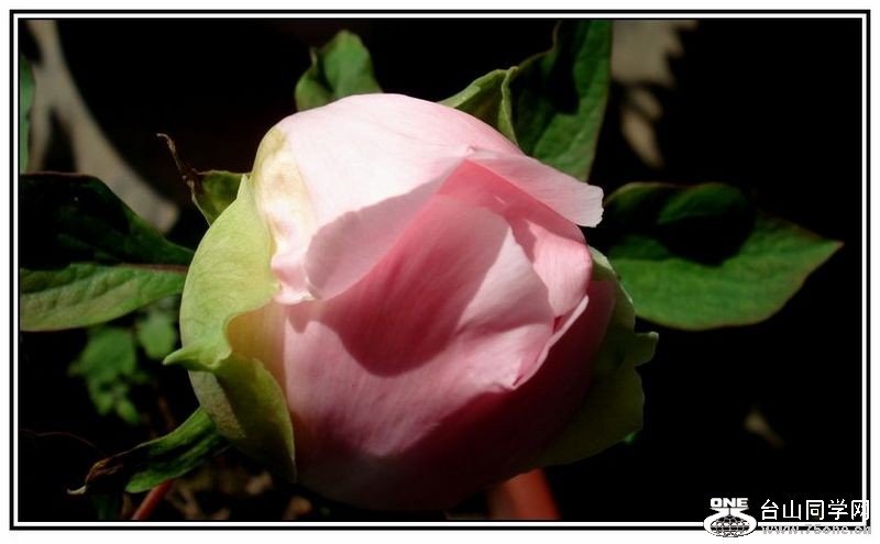 DSC00912_conew1.jpg