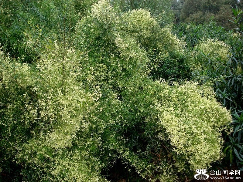 DSC07543 [800x600].jpg