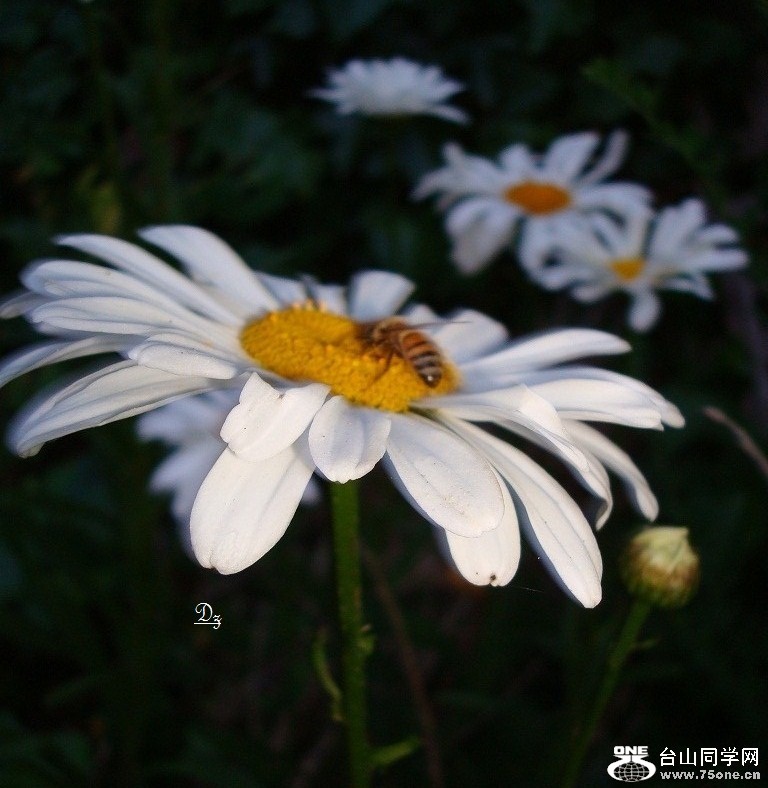 DSC09115-1.jpg