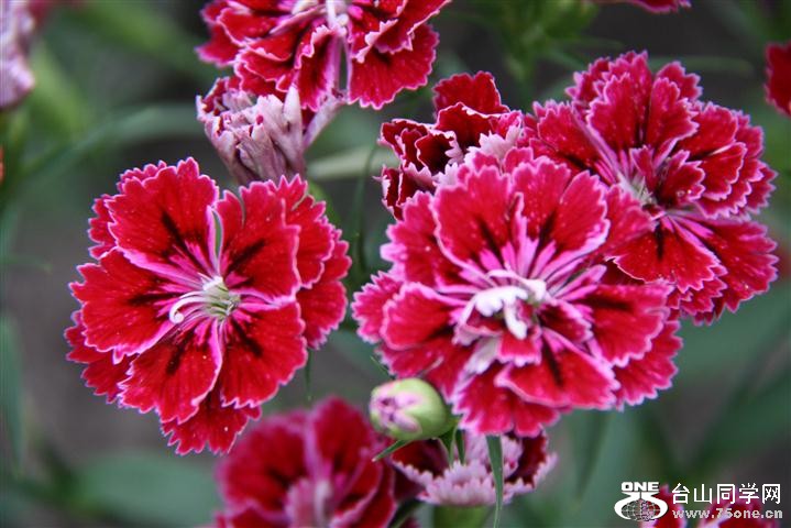 IMG_0238 (Small).JPG