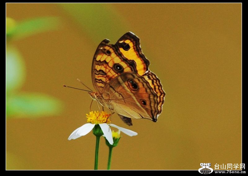 Ƭ 073.jpg