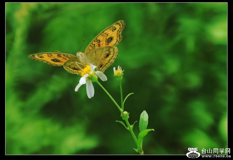 Ƭ 044.jpg