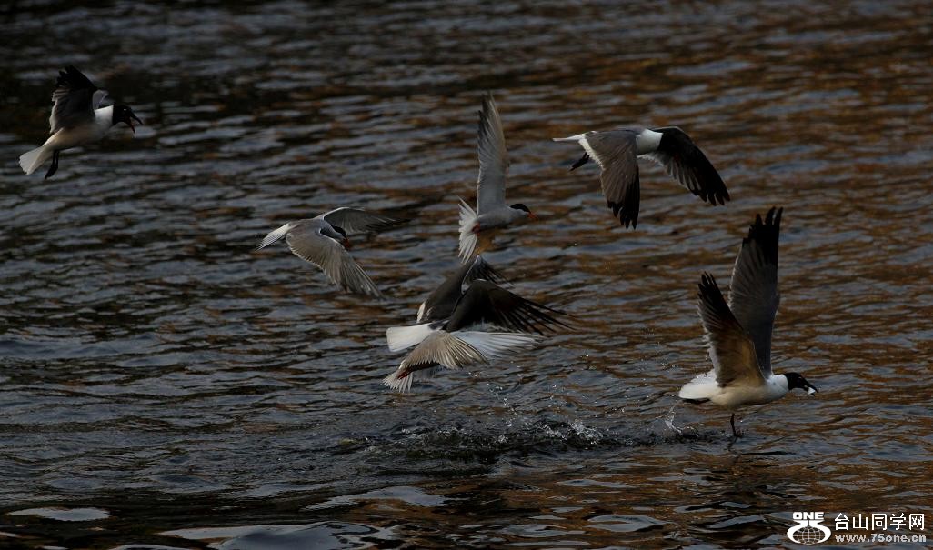 �}�u -��Ƭ 975c.jpg