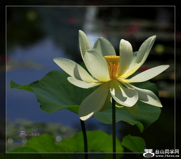 �}�u -IMG_4460cc.jpg