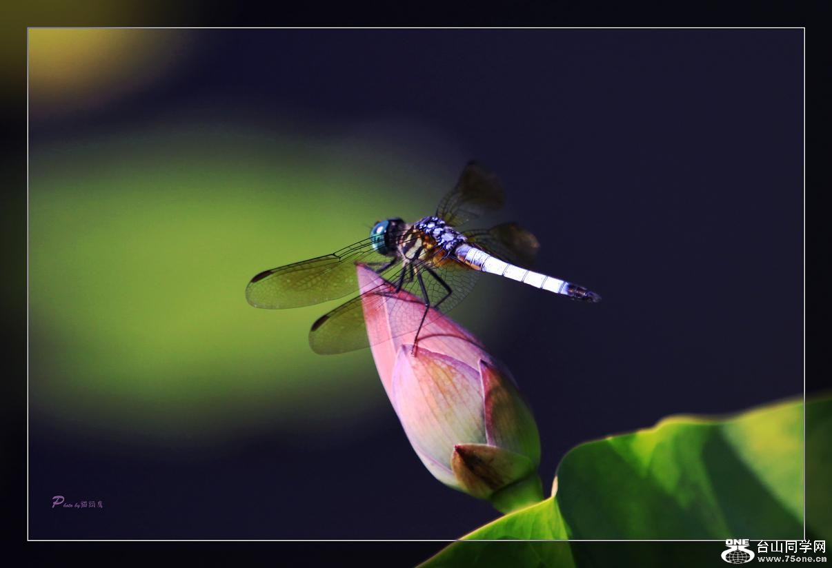 �}�u -��Ƭ 333c.jpg