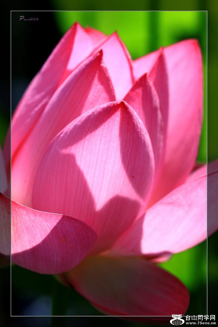 �}�u -��Ƭ 550c.jpg