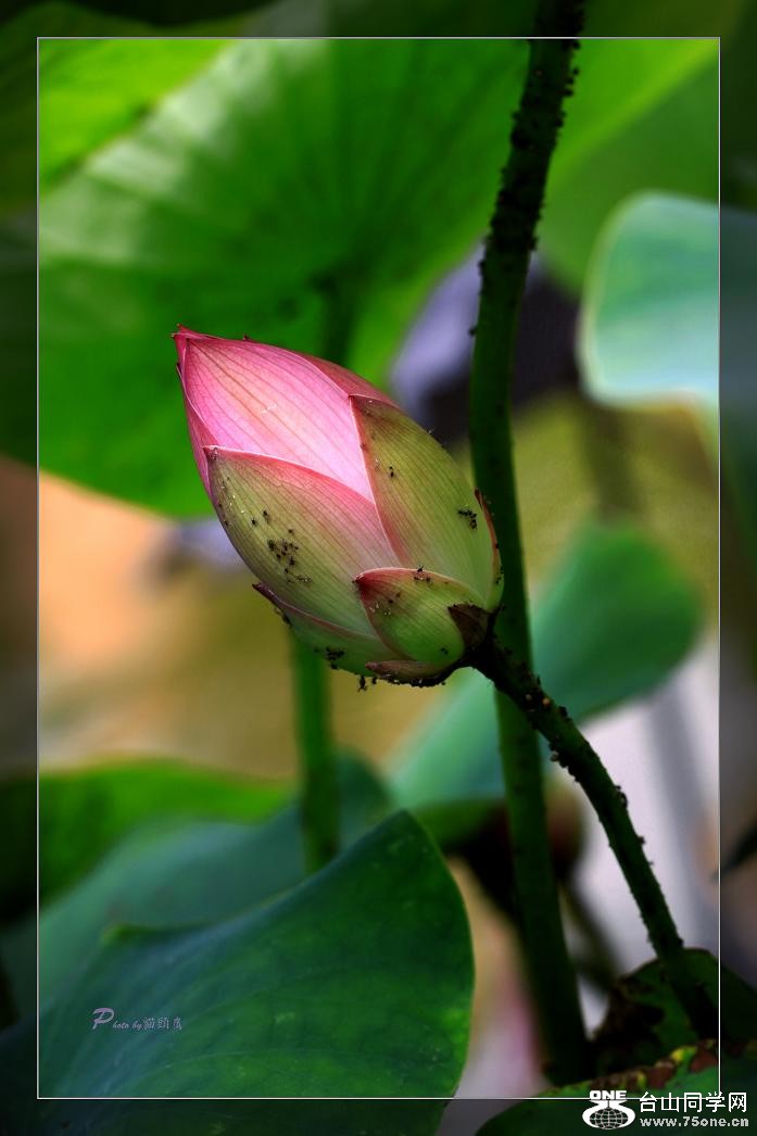 �}�u -IMG_4594cc.jpg