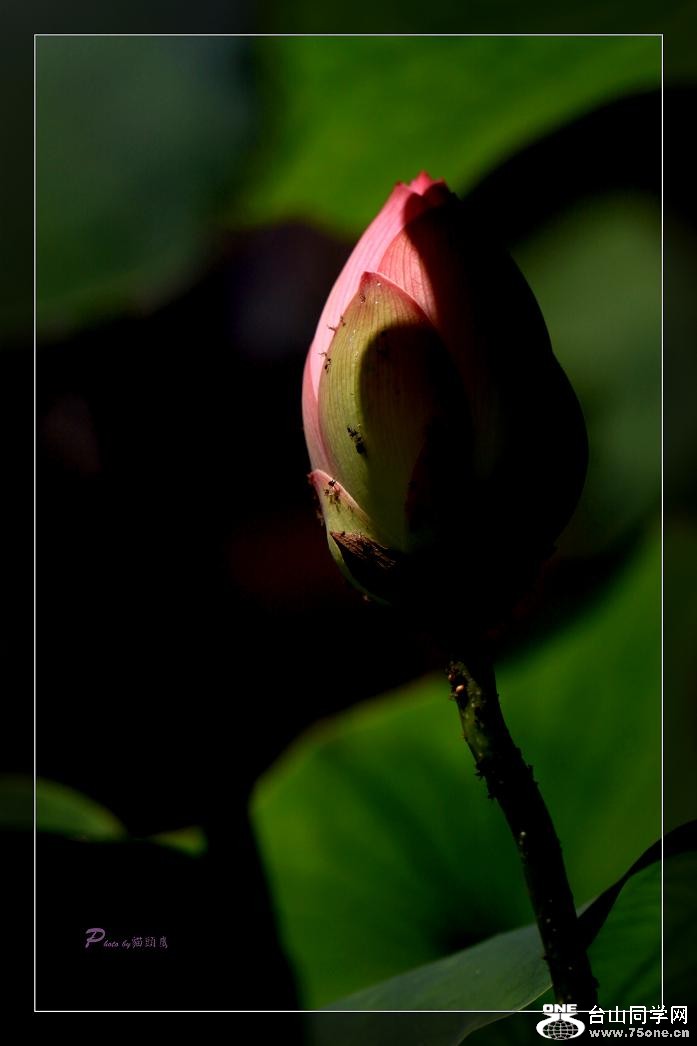 �}�u -IMG_4585cc.jpg