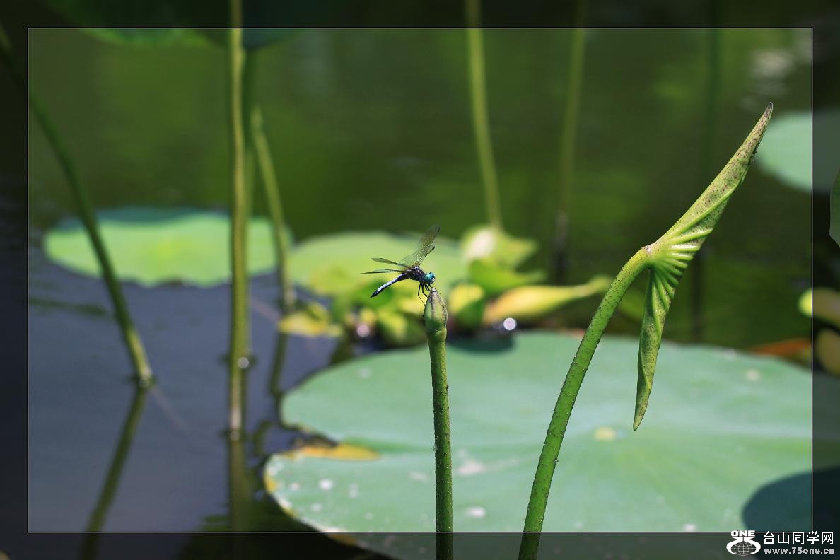 �}�u -IMG_4508c.jpg