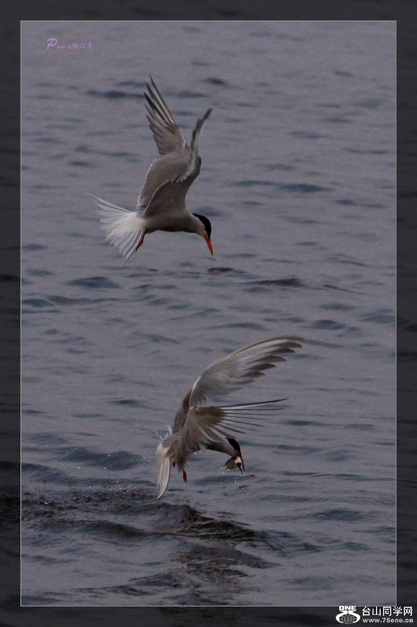 �}�u -��Ƭ 1184c.jpg