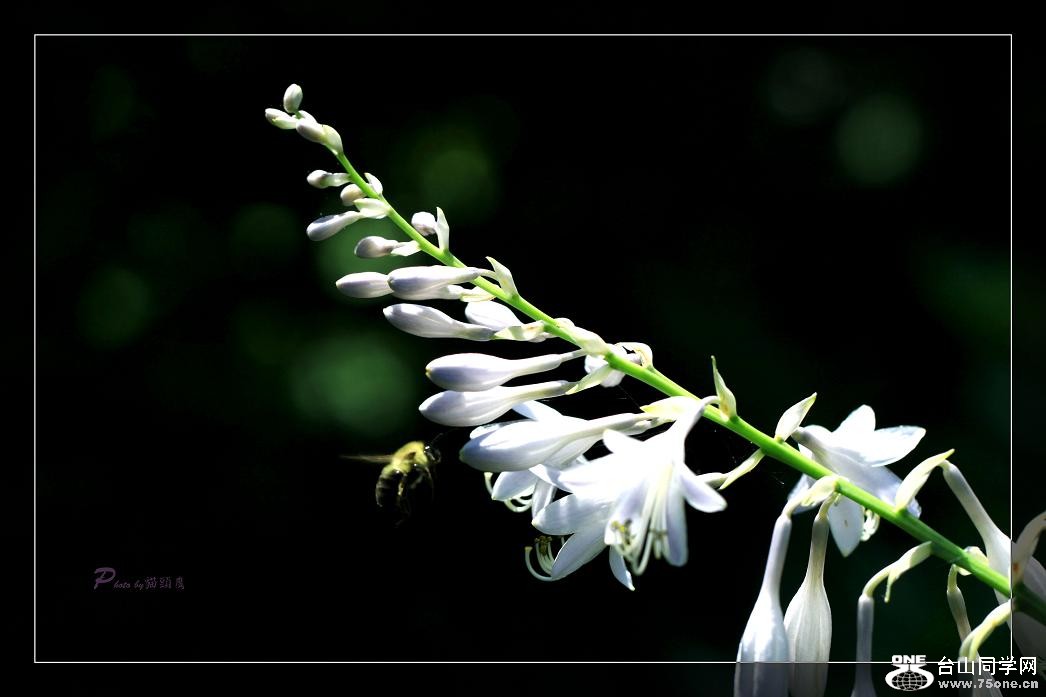 �}�u -IMG_4227cc.jpg