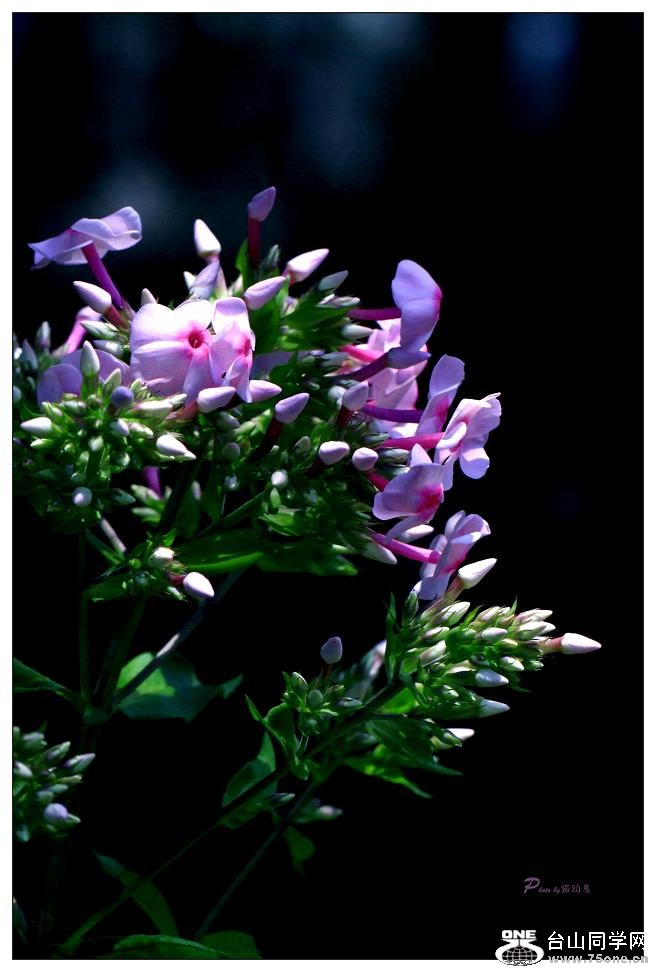 �}�u -IMG_4528c.jpg