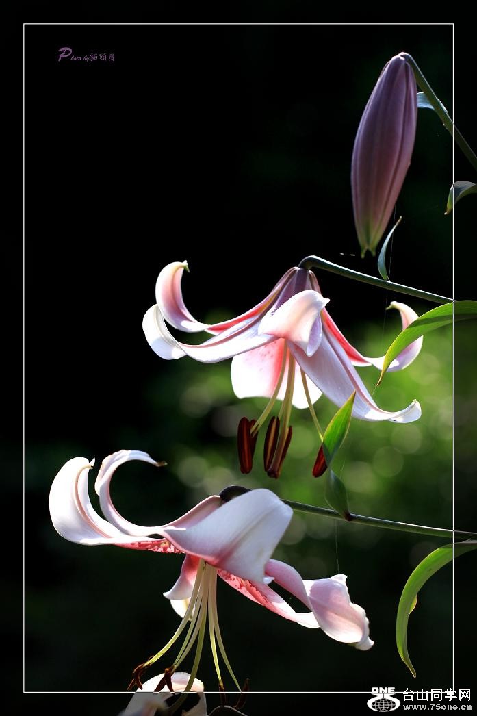 �}�u -24 466c.jpg