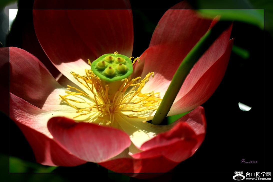 �}�u -��Ƭ 475c.jpg